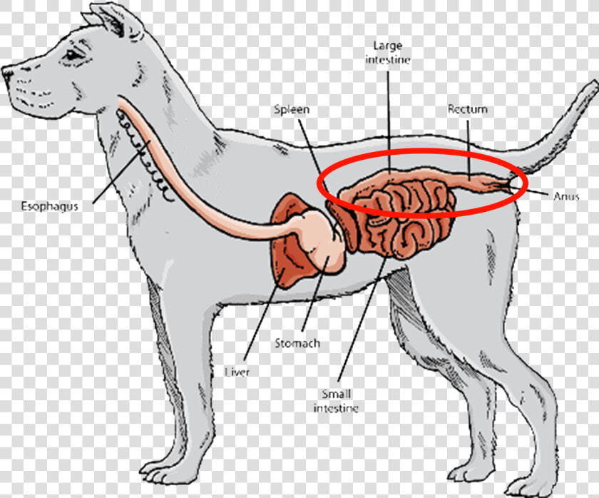 Short Digestive Tracts And Gastrointestinal Systems    Carnivore Guts  HD Png DownloadTransparent PNG