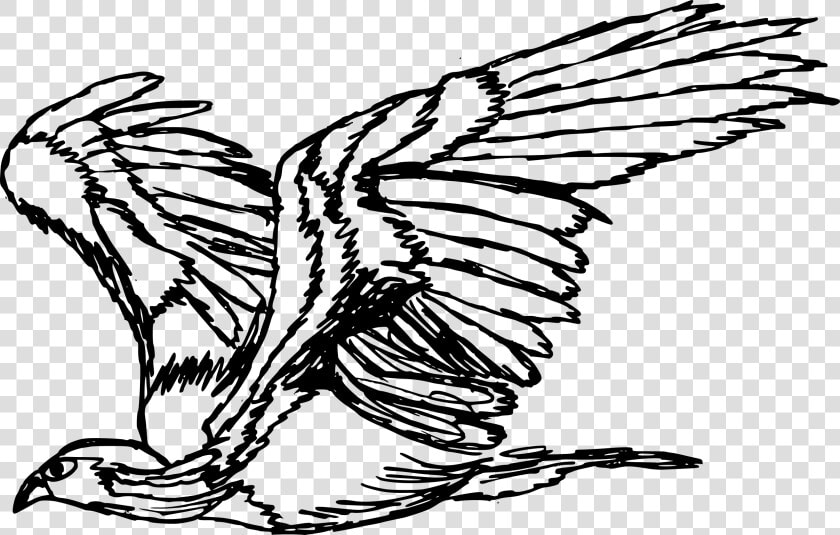Transparent Fish Drawing Png   Drawing Eagle Transparent  Png DownloadTransparent PNG