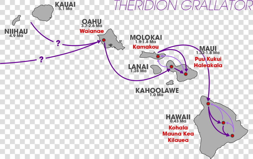 Theridion Grallator Colonization Pattern   Theridion Grallator Schema  HD Png DownloadTransparent PNG