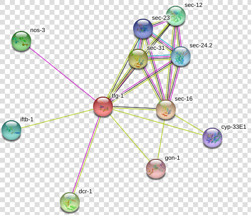 Tfg 1 Protein   Circle  HD Png DownloadTransparent PNG