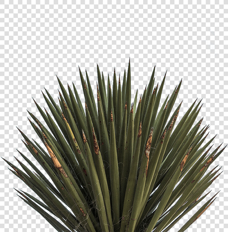 Agave Azul  HD Png DownloadTransparent PNG
