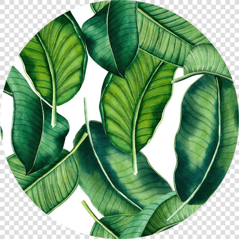 88 Banana Leaf Png   Tropical Banana Leaf Transparent  Png DownloadTransparent PNG