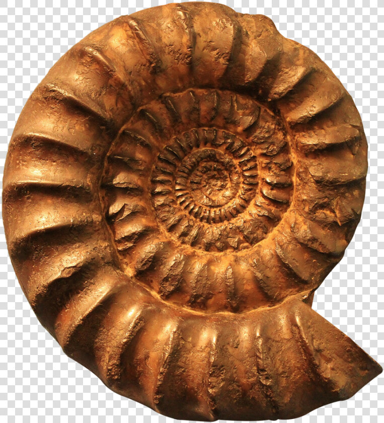 Ammonite  Fossil  Png   Fossil Png  Transparent PngTransparent PNG