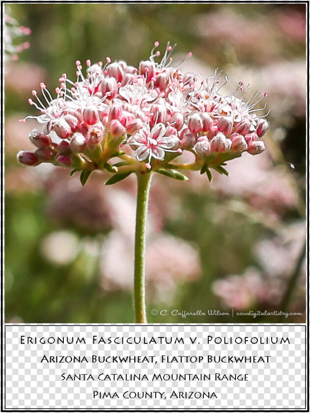Swft01   Brittlebush Swft02   Buckwheat   Milkweed   Milkweed  HD Png DownloadTransparent PNG