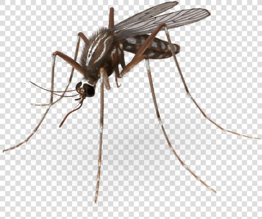 Mosquito Pest Control Royalty free Insect   Mosquito Png  Transparent PngTransparent PNG