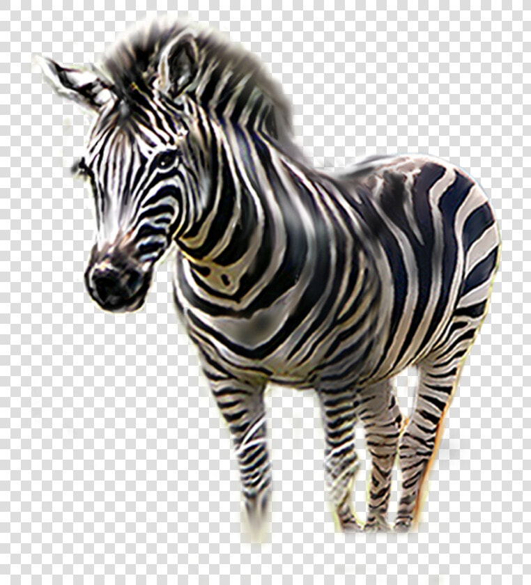 Zebra Png Download   Transparent Zebra Head  Png DownloadTransparent PNG