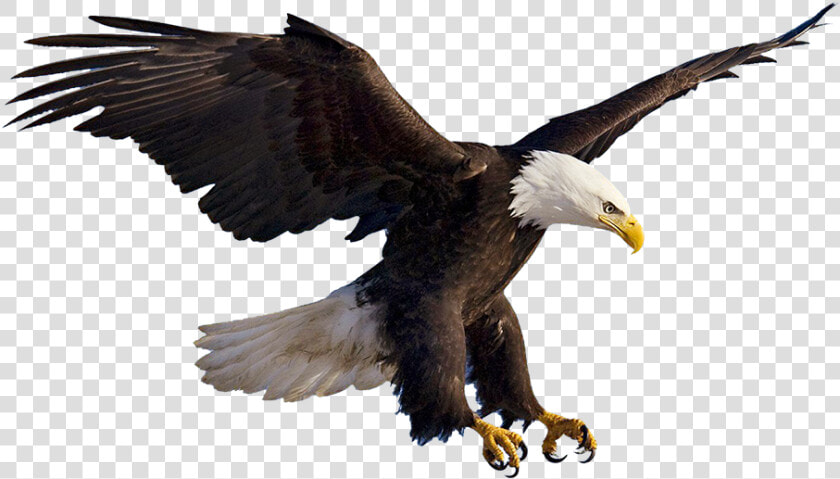 Eagles Clipart Prey   Aguila Png  Transparent PngTransparent PNG