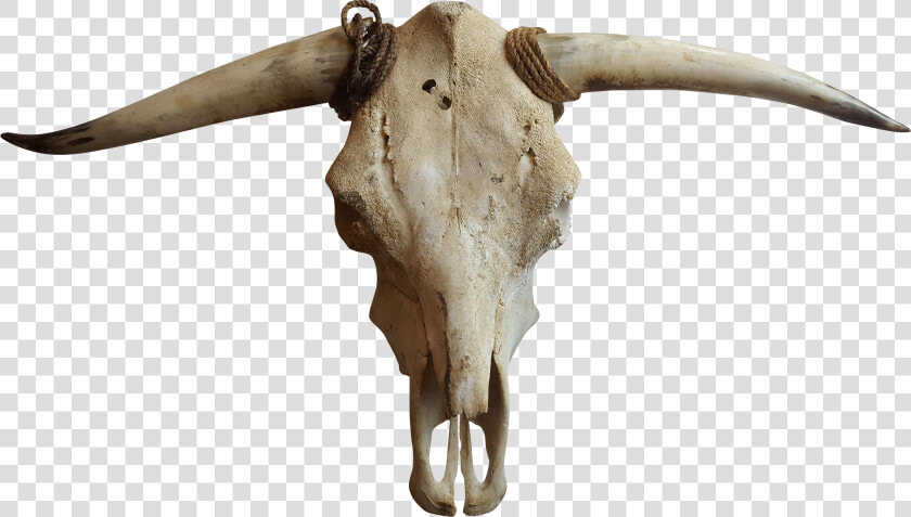 Cattle Goat Horn Bone   Transparent Cow Skull Png  Png DownloadTransparent PNG