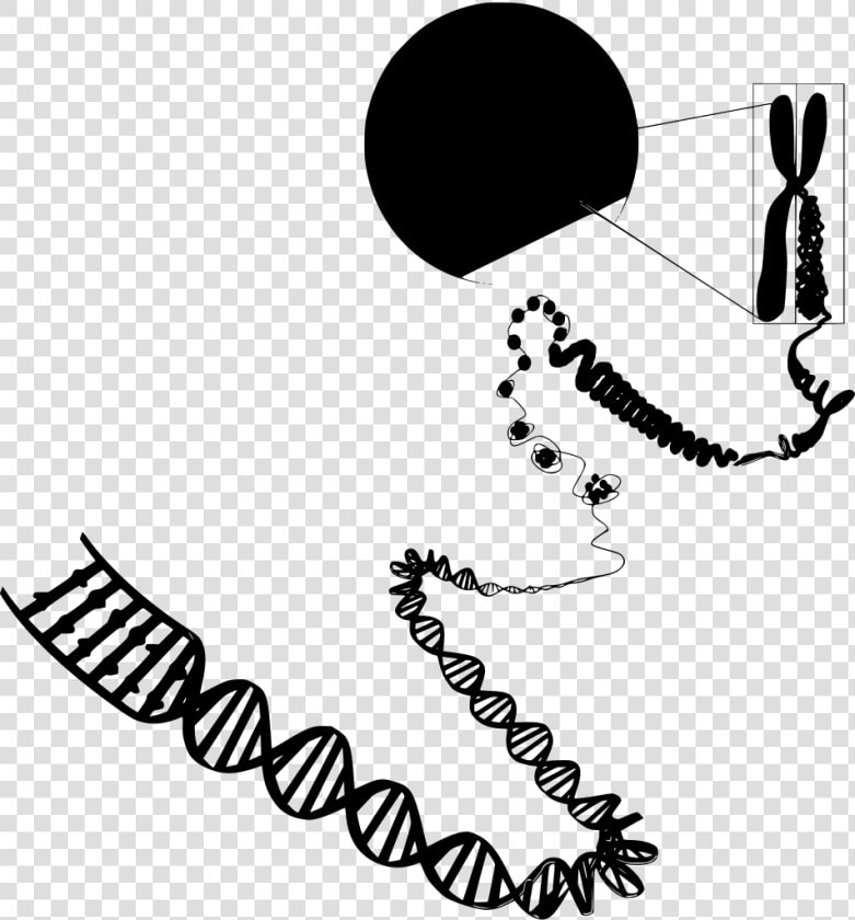 Transparent Double Helix Png   Euchromatin And Heterochromatin Diagram  Png DownloadTransparent PNG