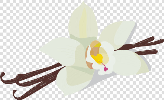 Vanilla   Vanilla Icon Png  Transparent PngTransparent PNG