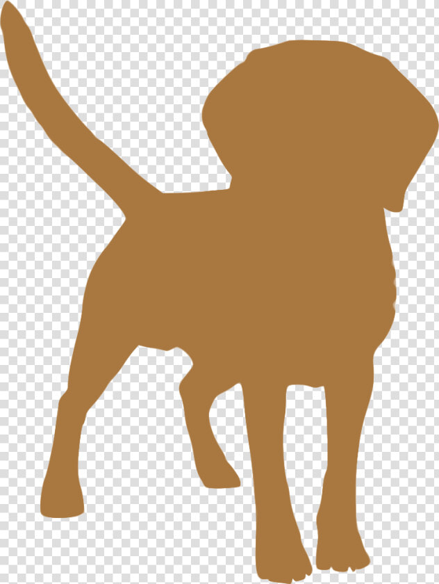 Dog Breed Puppy Tibetan Spaniel Tibetan Mastiff English   Dog Shakes Water Off  HD Png DownloadTransparent PNG