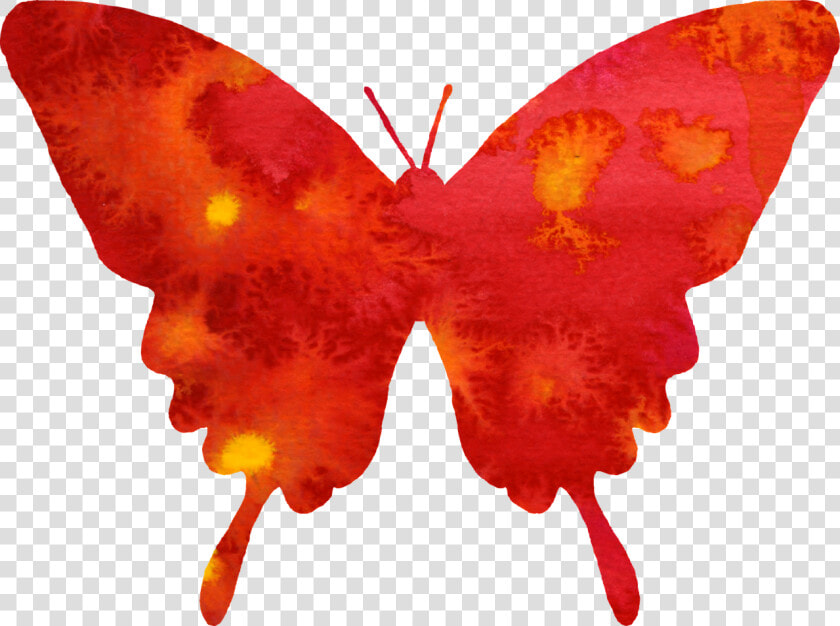 Emperor moths  HD Png DownloadTransparent PNG