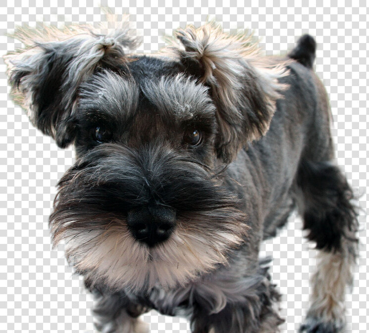 Miniature schnauzer   Shouser Dog  HD Png DownloadTransparent PNG