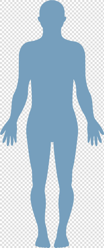 Human Body Vector   Transparent Healthy Body Png  Png DownloadTransparent PNG