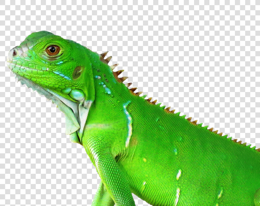 Lizard  Reptile  Tropical  Nature  Animal  Vertebrate   Tropical Animal Png  Transparent PngTransparent PNG
