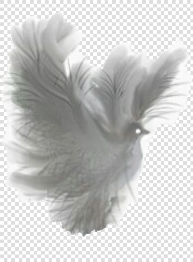 Dove Fantasy White Translucent Clip Arts   Dove Fantasy Png  Transparent PngTransparent PNG