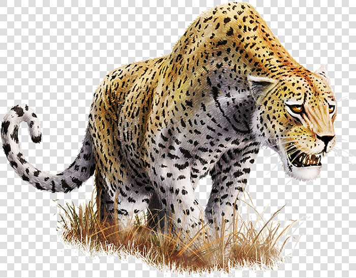 Download Leopard Download Png   Leopard Png  Transparent PngTransparent PNG