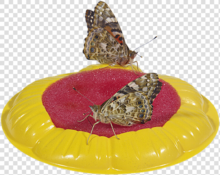 Butterfly Feeder Sponge  HD Png DownloadTransparent PNG