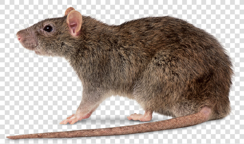 Rat Control By Swat Pest Control Ltd   Rattus Norvegicus  HD Png DownloadTransparent PNG