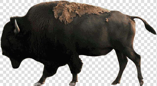 Drive Through Safari  amp  Petting Zoo In Sequim  Wa   Bison  HD Png DownloadTransparent PNG