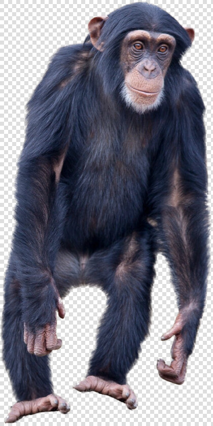 Monkey Standing Png Image   Monkey Standing  Transparent PngTransparent PNG