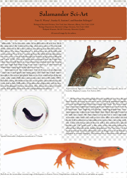 Salamander Png  Transparent PngTransparent PNG