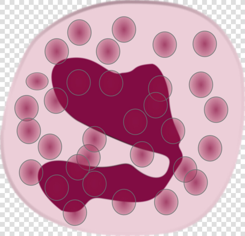 White Blood Cell Eosinophil Neutrophil Immune System   Eosinophil Clipart  HD Png DownloadTransparent PNG