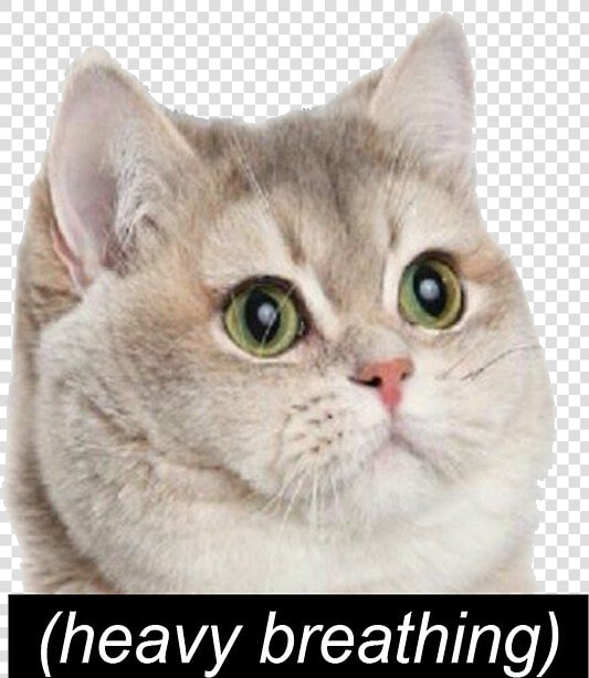 Heavy Breathing Cat Meme  HD Png DownloadTransparent PNG