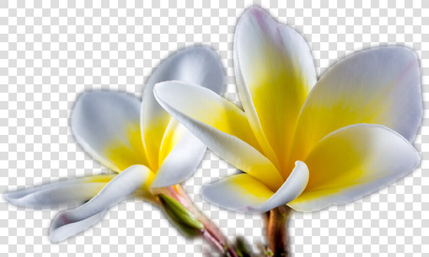 Frangipani  HD Png DownloadTransparent PNG