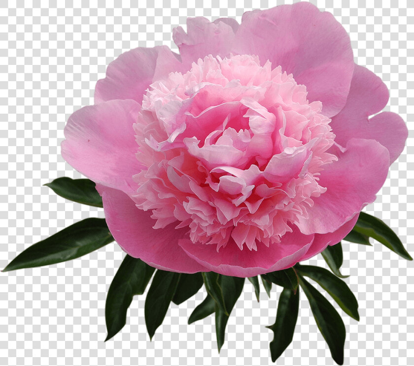 Best Peony   Common Peony  HD Png DownloadTransparent PNG