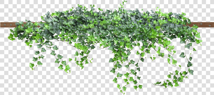 Enredadera Png   Png Download   Small Flower Tree Png  Transparent PngTransparent PNG