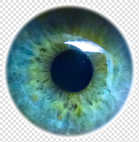 Iris Eyes Eye Light Pupil Human Clipart   Eyes Light Blue Png  Transparent PngTransparent PNG