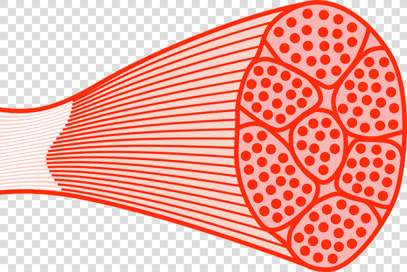 Muscle Tissue Png   Skeletal Muscle Png  Transparent PngTransparent PNG