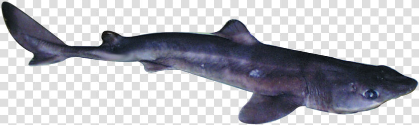Spiny Dogfish Transparent Background  HD Png DownloadTransparent PNG
