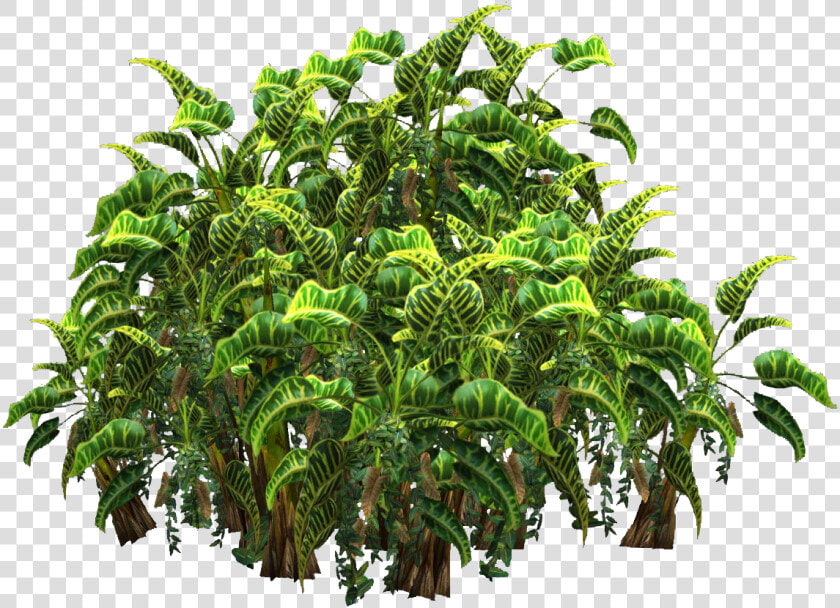 Plants Png Transparent Top View   Tropical Plantas Plant Png  Png DownloadTransparent PNG