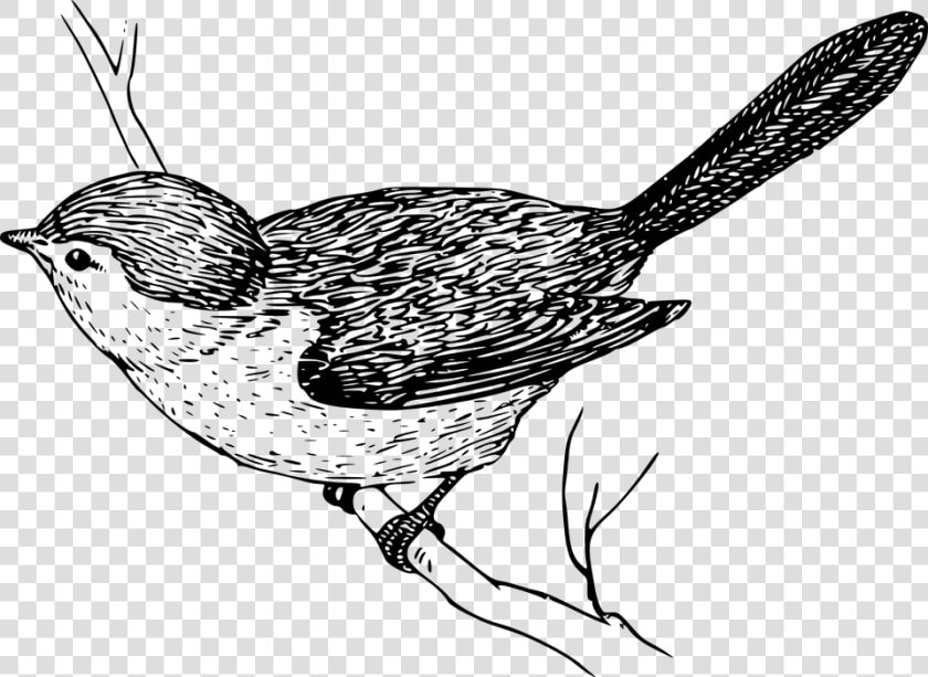 Mockingbird Free Vector Graphic Bird Branch Wings Feathers   Friend Is More Precious Than Gold  HD Png DownloadTransparent PNG
