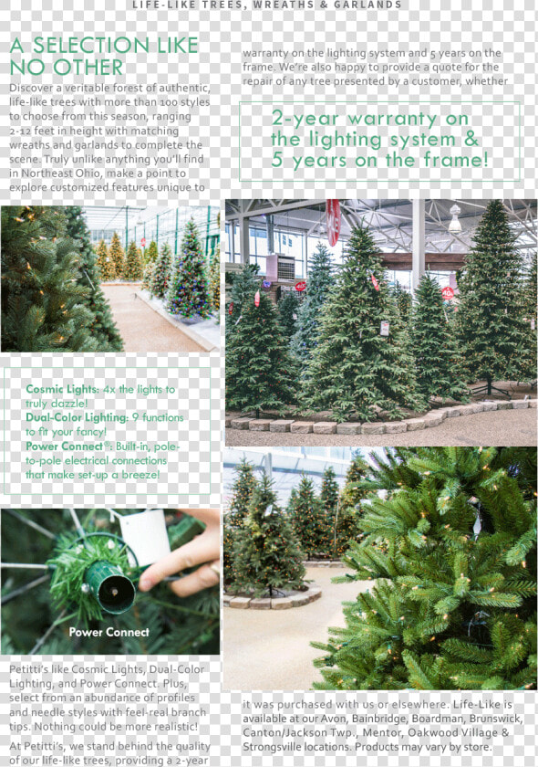Colorado Spruce  HD Png DownloadTransparent PNG