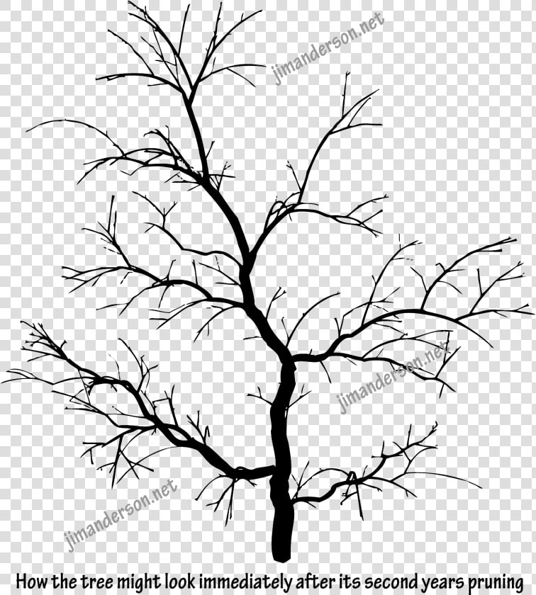 Can Branches Grow Back After Being Cut  HD Png DownloadTransparent PNG