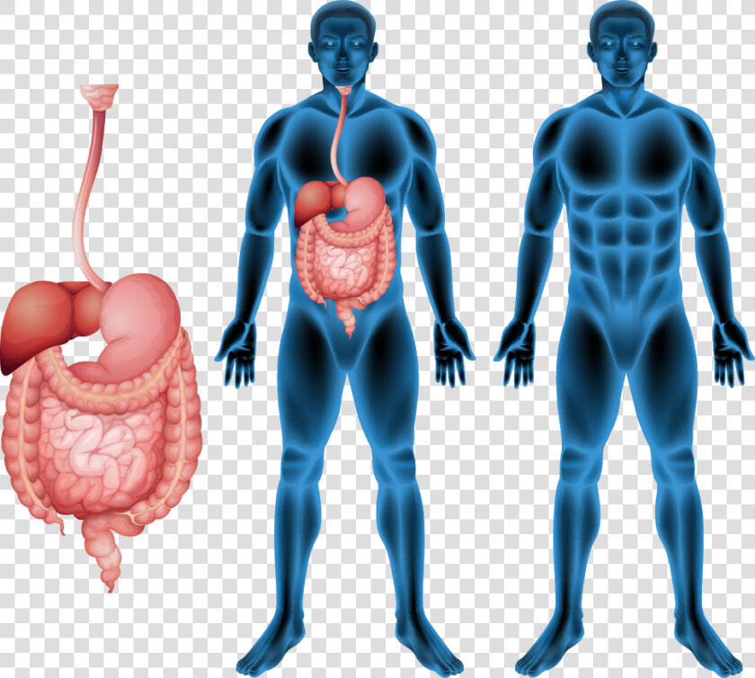 Human Body Muscle Human Digestive System Anatomy   Cartoon Digestive System Stomach  HD Png DownloadTransparent PNG