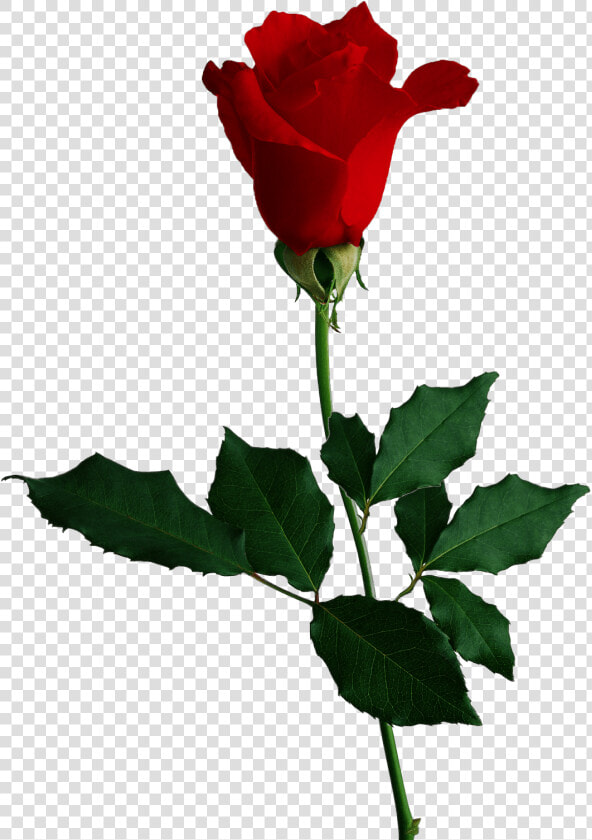 Red Rose Transparent Image Flower   Red Rose No Background  HD Png DownloadTransparent PNG