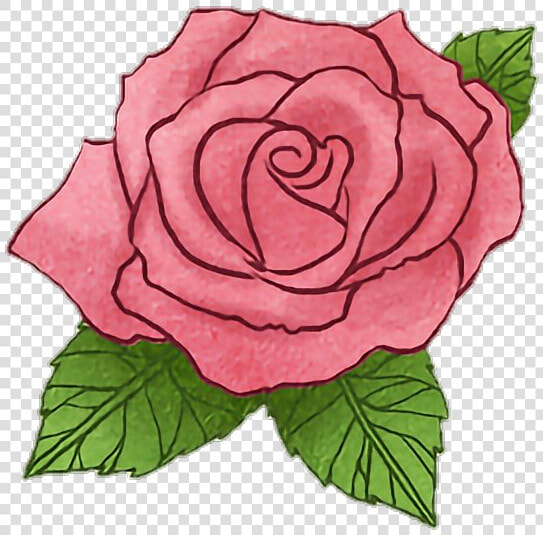  rose  flower  littleprince  story  drawing  watercolor   Floribunda  HD Png DownloadTransparent PNG