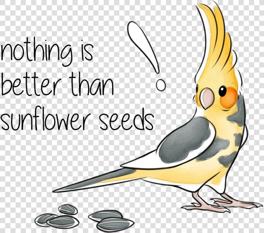 Cockatiel  HD Png DownloadTransparent PNG