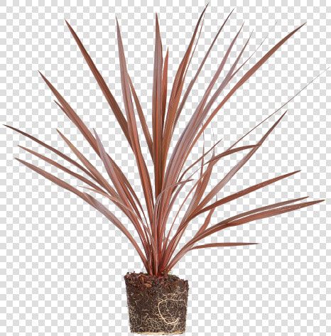 Cabbage Tree   Houseplant  HD Png DownloadTransparent PNG