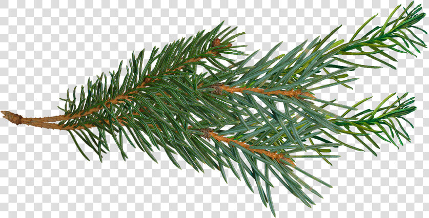 Pine Branch Png   Pine Tree Branch Png  Transparent PngTransparent PNG
