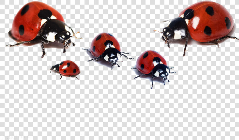 Ladybugs White Background  Hd Wallpaper Download  HD Png DownloadTransparent PNG