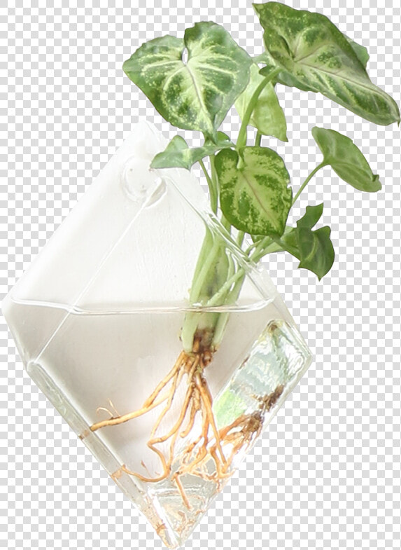 Hanging Plants On Walls  HD Png DownloadTransparent PNG