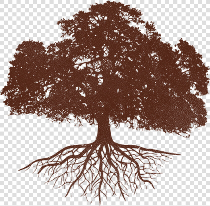 Exclusive News  amp  Offers   Oak Tree Silhouette With Roots  HD Png DownloadTransparent PNG