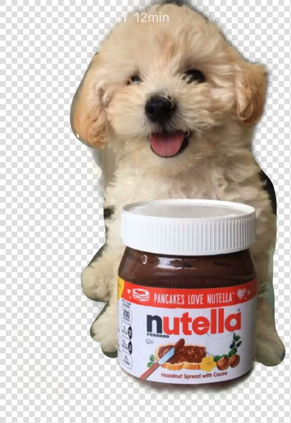  twix   Labradoodle  HD Png DownloadTransparent PNG