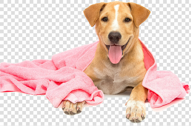 Dog Taking A Bath Png  Transparent PngTransparent PNG