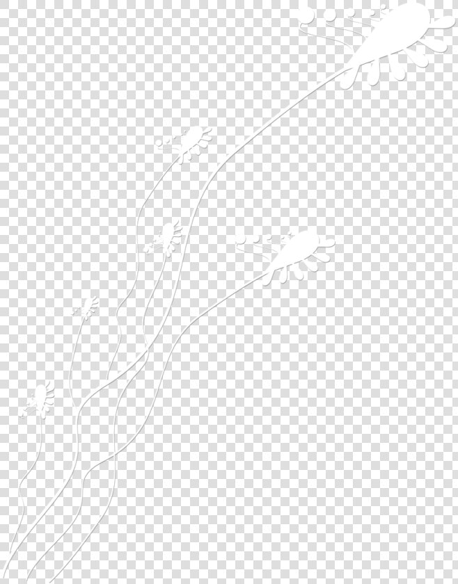Transparent Adornos Png   Line Art  Png DownloadTransparent PNG